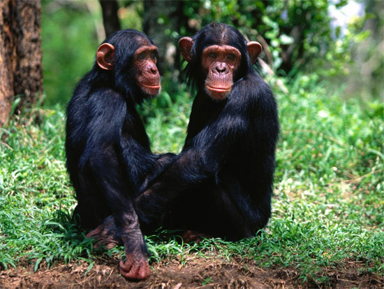 Picture 9 of Unexpected discovery of science in recent years