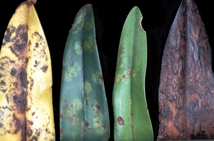 Picture 1 of Unexpected effects of plant viruses