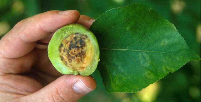 Picture 2 of Unexpected effects of plant viruses