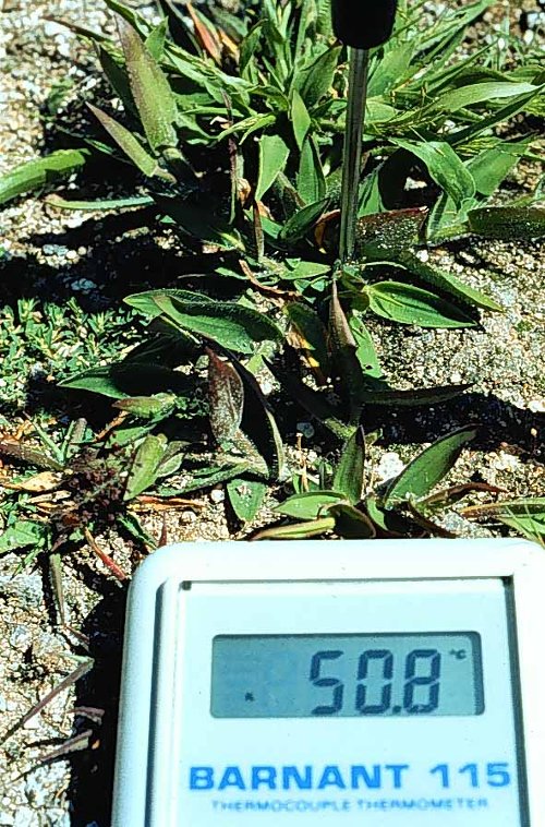 Picture 4 of Unexpected effects of plant viruses