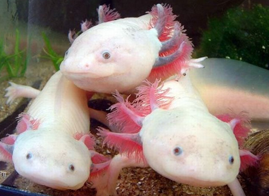 Picture 5 of Unexpected facts about animals may not be known to you