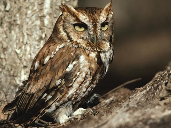 Picture 6 of Unexpected facts about animals may not be known to you