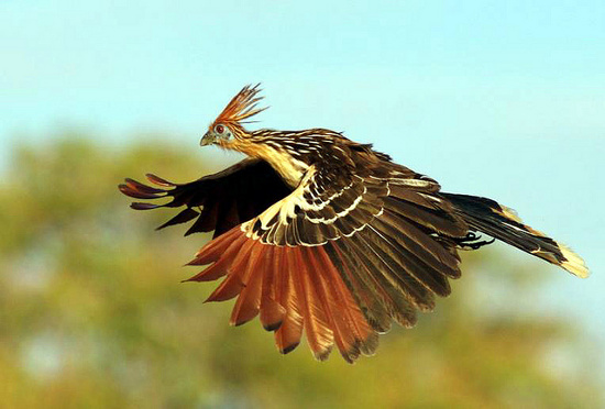 Picture 8 of Unexpected facts about animals may not be known to you