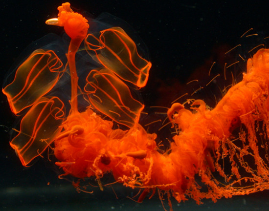 Picture 9 of Unexpected facts about animals may not be known to you