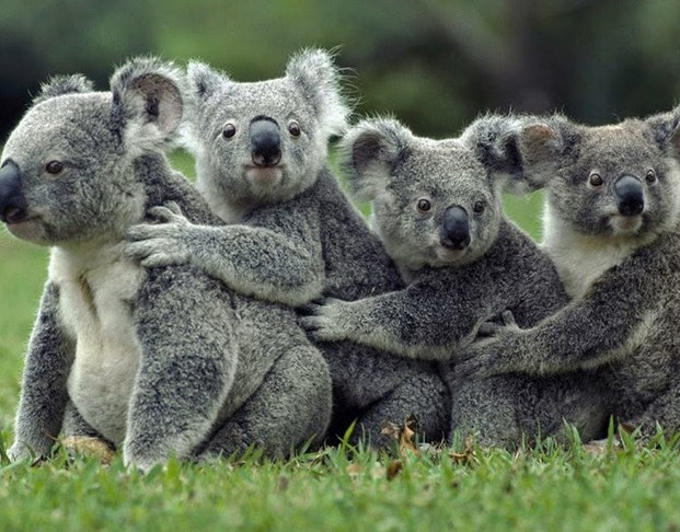 Picture 1 of Unexpected facts about Koala bears