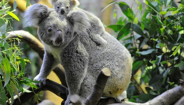 Picture 10 of Unexpected facts about Koala bears