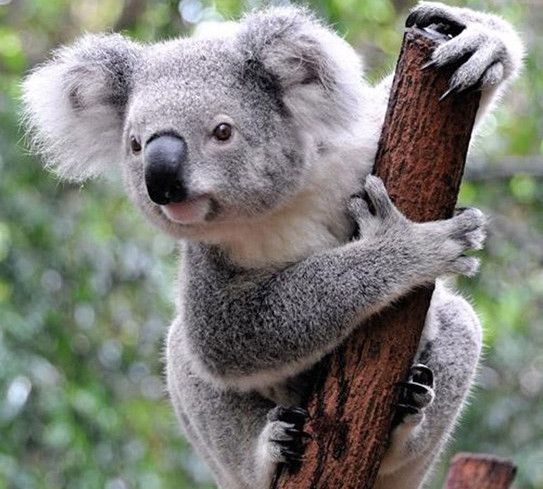 Picture 2 of Unexpected facts about Koala bears