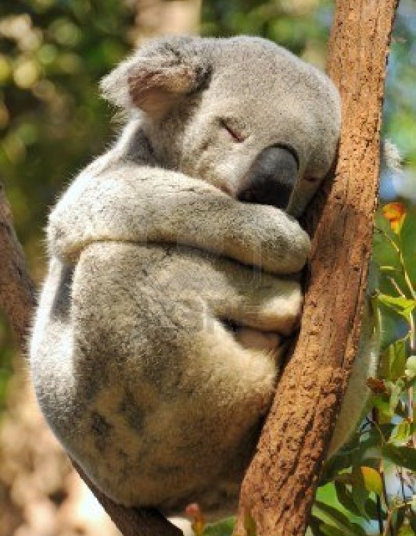 Picture 3 of Unexpected facts about Koala bears