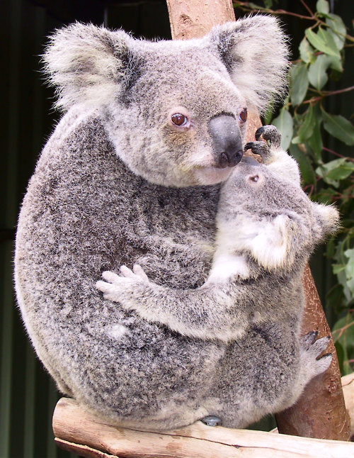Picture 4 of Unexpected facts about Koala bears
