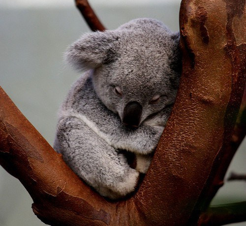 Picture 5 of Unexpected facts about Koala bears