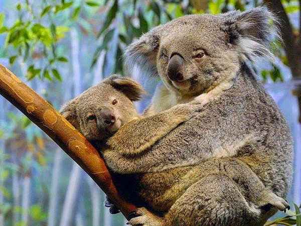 Picture 7 of Unexpected facts about Koala bears