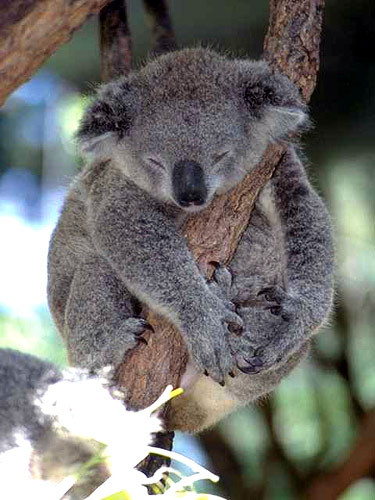 Picture 8 of Unexpected facts about Koala bears