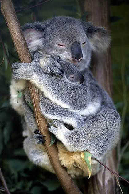 Picture 9 of Unexpected facts about Koala bears