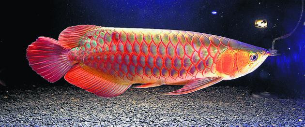 Picture 2 of Unexpected facts about ornamental fish