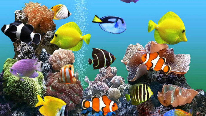 Picture 3 of Unexpected facts about ornamental fish