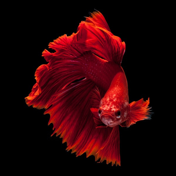 Picture 4 of Unexpected facts about ornamental fish