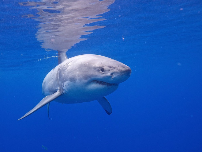 Picture 1 of Unexpected facts about sharks