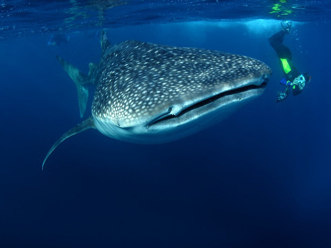 Picture 2 of Unexpected facts about sharks