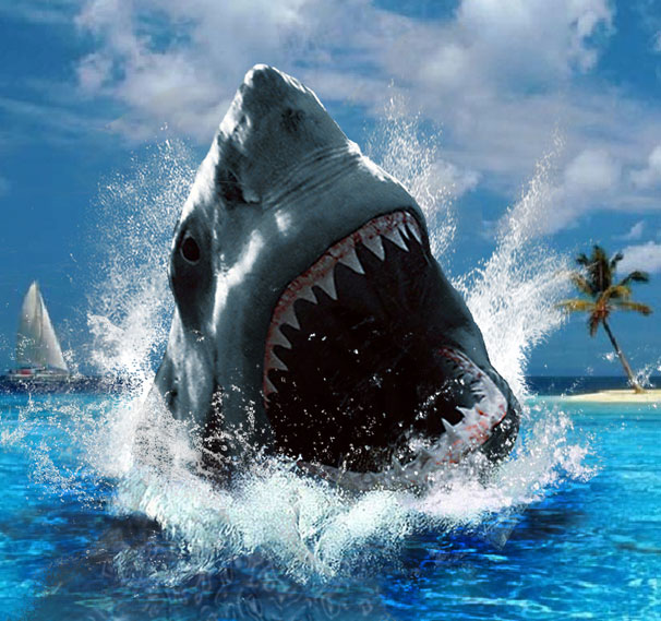 Picture 4 of Unexpected facts about sharks