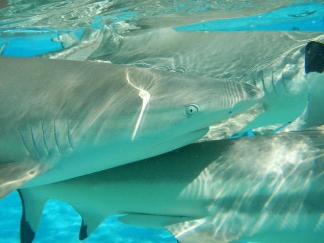 Picture 5 of Unexpected facts about sharks