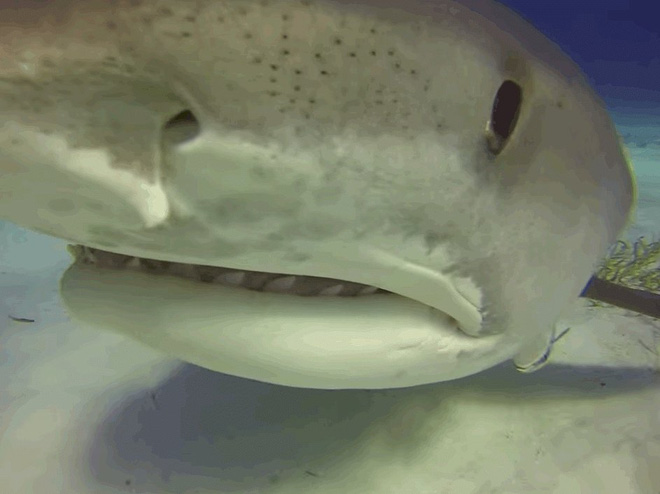 Picture 6 of Unexpected facts about sharks