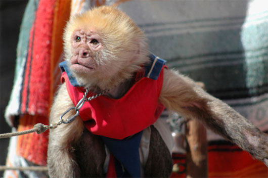Picture 5 of Unexpected facts about the zoo