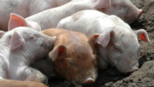 Picture 11 of Unexpected findings about the wisdom of plants and animals