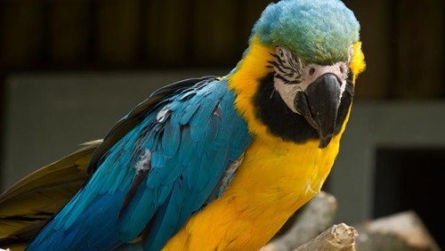 Picture 12 of Unexpected findings about the wisdom of plants and animals
