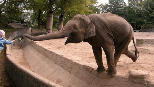 Picture 13 of Unexpected findings about the wisdom of plants and animals