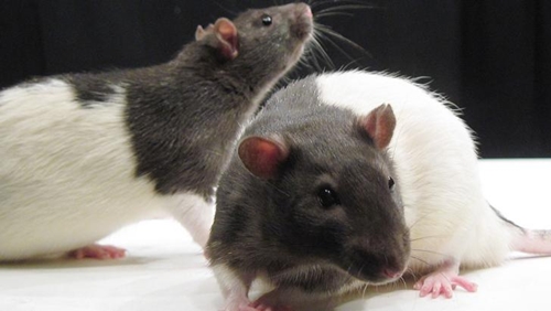 Picture 14 of Unexpected findings about the wisdom of plants and animals