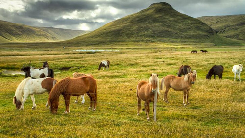 Picture 15 of Unexpected findings about the wisdom of plants and animals