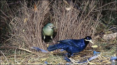 Picture 4 of Unexpected findings about the wisdom of plants and animals
