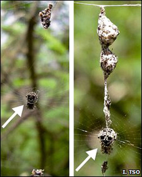 Picture 5 of Unexpected findings about the wisdom of plants and animals