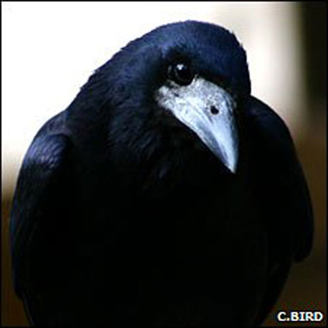 Picture 6 of Unexpected findings about the wisdom of plants and animals