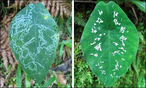 Picture 7 of Unexpected findings about the wisdom of plants and animals
