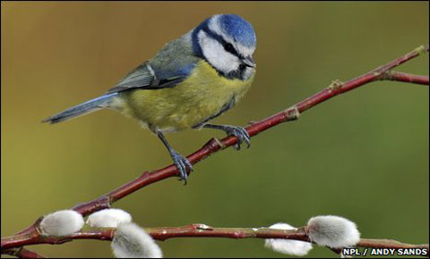 Picture 9 of Unexpected findings about the wisdom of plants and animals