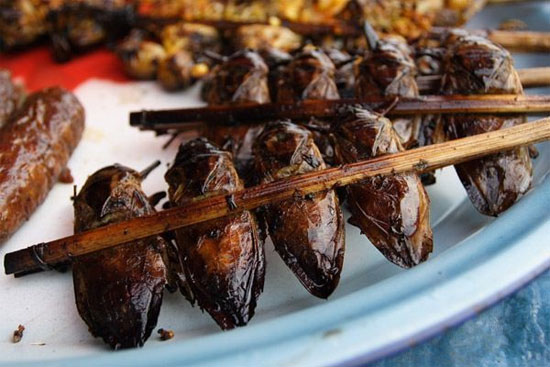 Picture 3 of Unexpected things and benefits of cockroaches