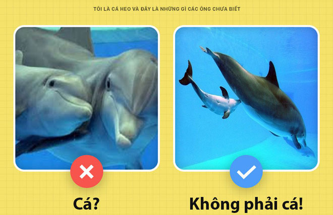 Picture 3 of Unexpected truth about dolphins that few people know