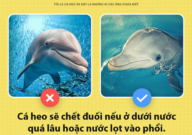 Picture 4 of Unexpected truth about dolphins that few people know