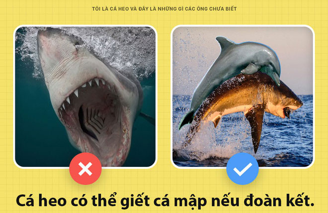 Picture 5 of Unexpected truth about dolphins that few people know