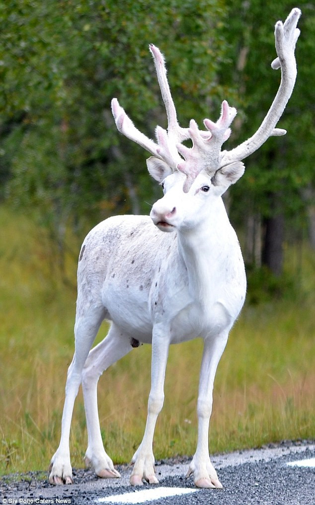 Picture 1 of Unexpected white reindeer suddenly appeared in Sweden