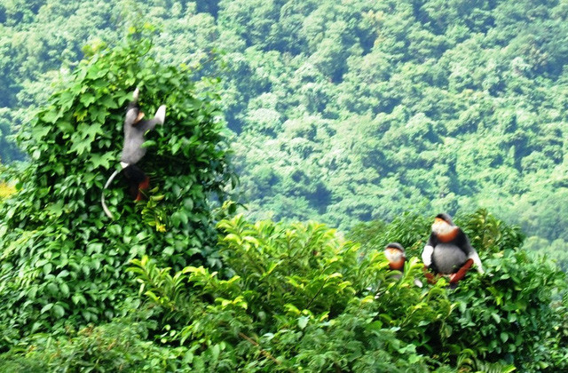 Picture 1 of Unexpectedly discovered 3 herds of rare brown-shanked douc langur