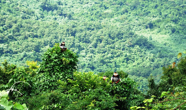 Picture 2 of Unexpectedly discovered 3 herds of rare brown-shanked douc langur