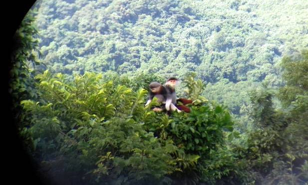 Picture 3 of Unexpectedly discovered 3 herds of rare brown-shanked douc langur