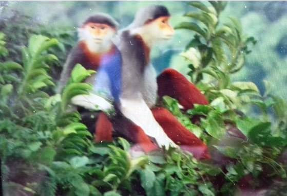 Picture 4 of Unexpectedly discovered 3 herds of rare brown-shanked douc langur
