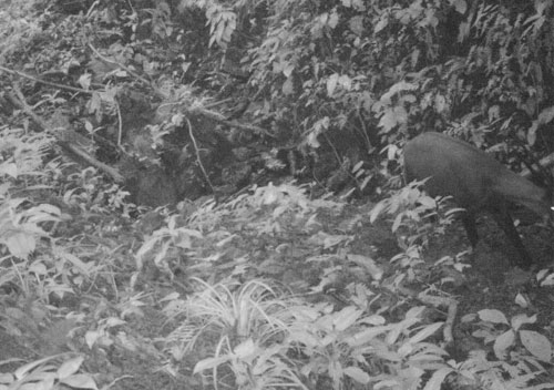 Picture 1 of Unexpectedly discovered saola in Vietnam after 15 years of absence