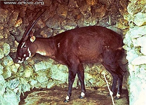 Picture 2 of Unexpectedly discovered saola in Vietnam after 15 years of absence