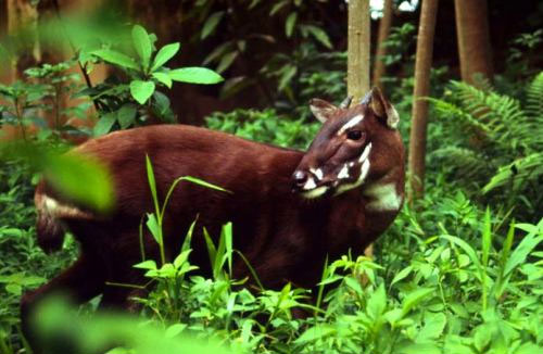 Picture 3 of Unexpectedly discovered saola in Vietnam after 15 years of absence