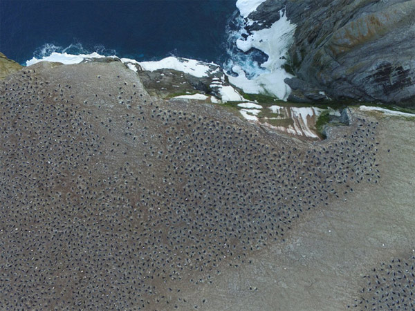 Picture 2 of Unexpectedly discovered 'super populations' more than 1.5 million penguins never knew in Antarctica