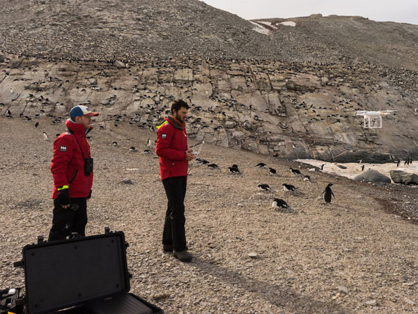Picture 3 of Unexpectedly discovered 'super populations' more than 1.5 million penguins never knew in Antarctica